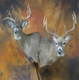 images/shoulder_mounts/17taxidermy_01.jpg