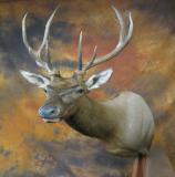 images/shoulder_mounts/17taxidermy_02.jpg