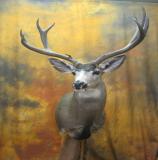 images/shoulder_mounts/17taxidermy_03.jpg