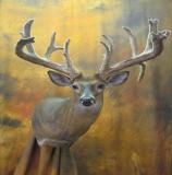 images/shoulder_mounts/17taxidermy_04.jpg