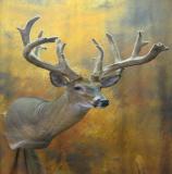 images/shoulder_mounts/17taxidermy_05.jpg