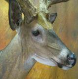 images/shoulder_mounts/17taxidermy_06.jpg