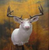 images/shoulder_mounts/17taxidermy_07.jpg