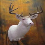 images/shoulder_mounts/17taxidermy_08.jpg