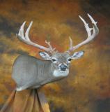 images/shoulder_mounts/17taxidermy_11.jpg