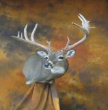 images/shoulder_mounts/17taxidermy_12.jpg