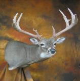 images/shoulder_mounts/17taxidermy_13.jpg