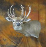 images/shoulder_mounts/17taxidermy_14.jpg