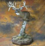 images/shoulder_mounts/17taxidermy_17.jpg