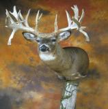 images/shoulder_mounts/17taxidermy_18.jpg