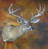 images/shoulder_mounts/17taxidermy_19.jpg