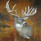 images/shoulder_mounts/17taxidermy_20.jpg