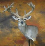 images/shoulder_mounts/17taxidermy_21.jpg