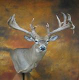 images/shoulder_mounts/17taxidermy_23.jpg