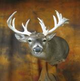 images/shoulder_mounts/17taxidermy_26.jpg