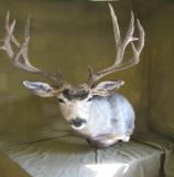 images/shoulder_mounts/taxidermy_03.jpg