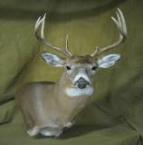 images/shoulder_mounts/taxidermy_04.jpg