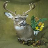 images/shoulder_mounts/taxidermy_05.jpg