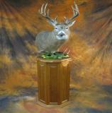 images/shoulder_mounts/taxidermy_06.jpg