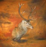 images/shoulder_mounts/taxidermy_09.jpg