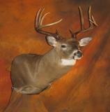 images/shoulder_mounts/taxidermy_10.jpg