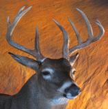 images/shoulder_mounts/taxidermy_12.jpg