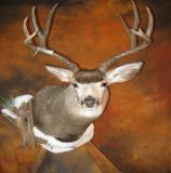 images/shoulder_mounts/taxidermy_13.jpg