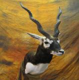 images/shoulder_mounts/taxidermy_14.jpg