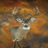 images/shoulder_mounts/taxidermy_15.jpg