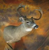 images/shoulder_mounts/taxidermy_16.jpg