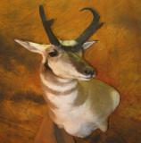 images/shoulder_mounts/taxidermy_18.jpg