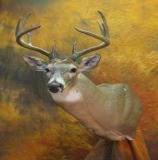 images/shoulder_mounts/taxidermy_20.jpg