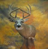 images/shoulder_mounts/taxidermy_21.jpg