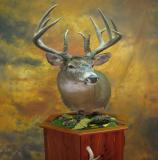 images/shoulder_mounts/taxidermy_24.jpg