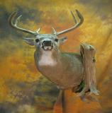 images/shoulder_mounts/taxidermy_25.jpg