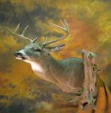 images/shoulder_mounts/taxidermy_26.jpg