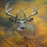 images/shoulder_mounts/taxidermy_27.jpg