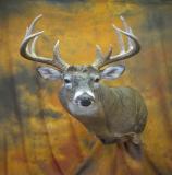 images/shoulder_mounts/taxidermy_28.jpg