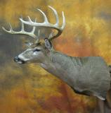 images/shoulder_mounts/taxidermy_29.jpg