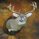 images/shoulder_mounts/taxidermy_31.jpg