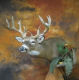 images/shoulder_mounts/taxidermy_32.jpg