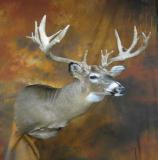 images/shoulder_mounts/taxidermy_33.jpg