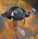 images/turkeys/taxidermy_01.jpg