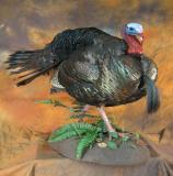 images/turkeys/taxidermy_02.jpg