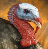 images/turkeys/taxidermy_03.jpg