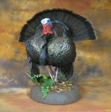 images/turkeys/taxidermy_04.jpg