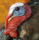 images/turkeys/taxidermy_05.jpg