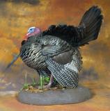 images/turkeys/taxidermy_06.jpg