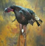 images/turkeys/taxidermy_07.jpg