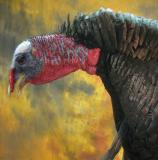 images/turkeys/taxidermy_08.jpg